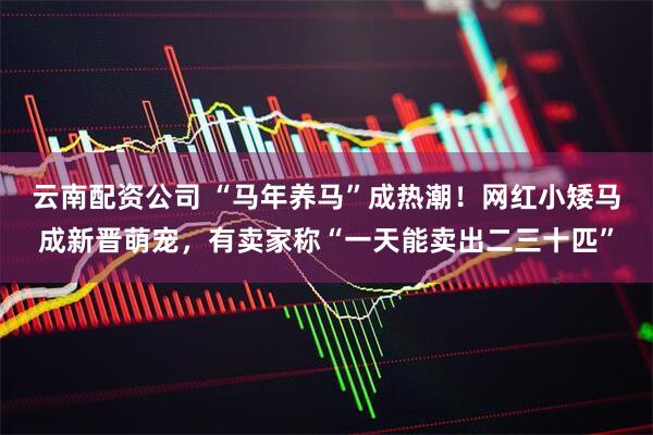 云南配资公司 “马年养马”成热潮！网红小矮马成新晋萌宠，有卖家称“一天能卖出二三十匹”